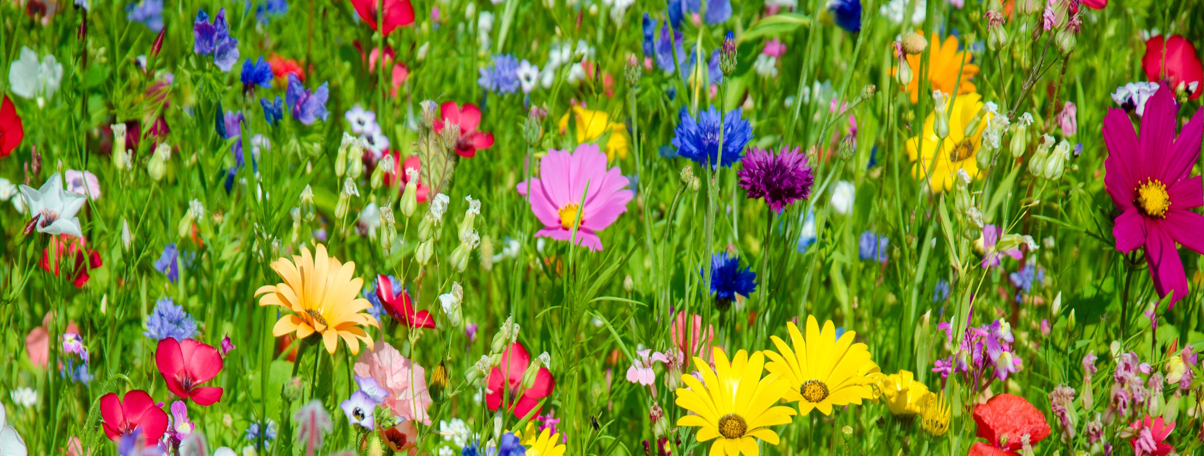 Wildflower Seeds Vermont Wildflower Farm