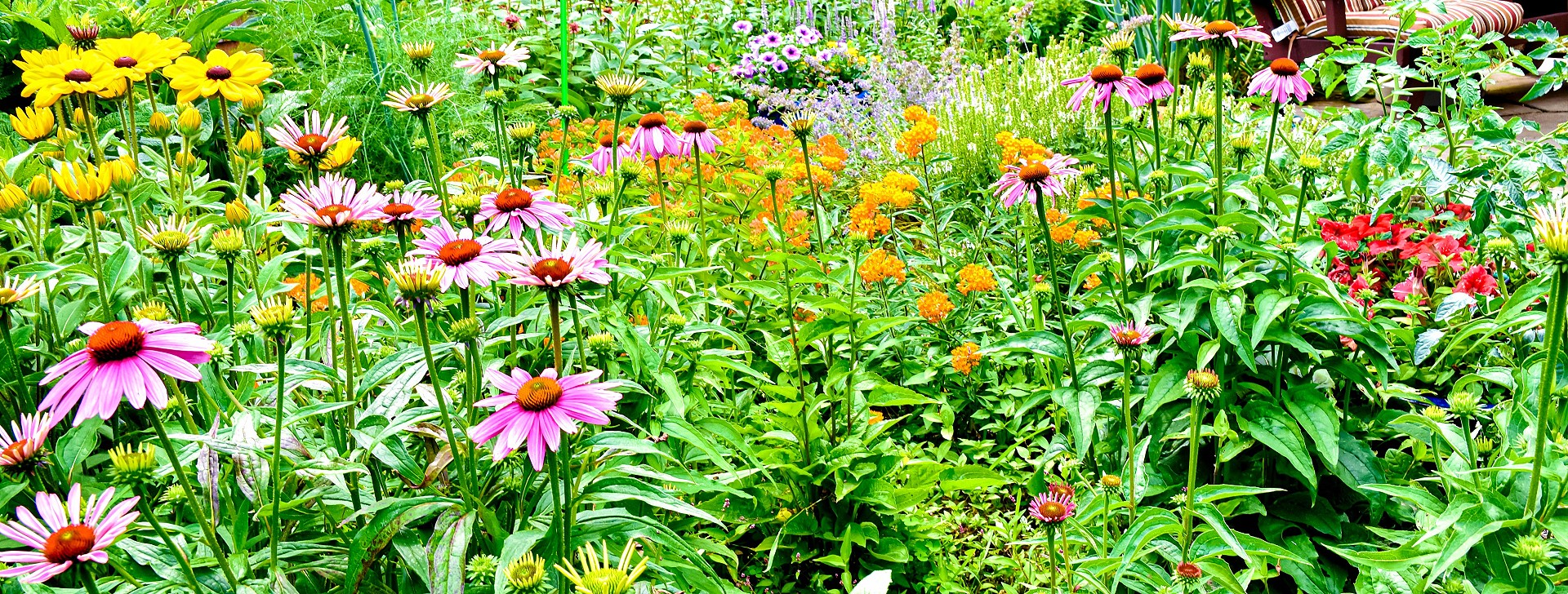 Native Wildflower Seeds Vermont Wildflower Farm