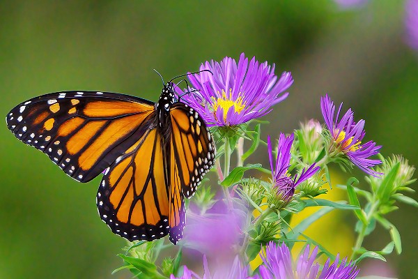 Individual Wildflower Seeds Vermont Wildflower Farm