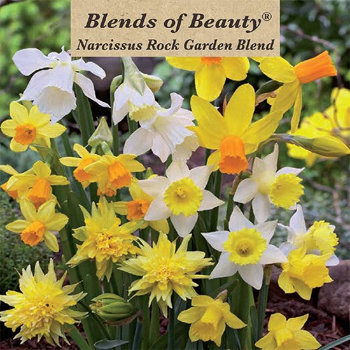 Value Bag - Daffodil Rock Garden Blend