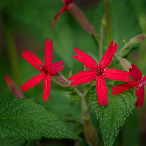 fire pink flower seeds Fire Pink Seeds (Silene virginica)