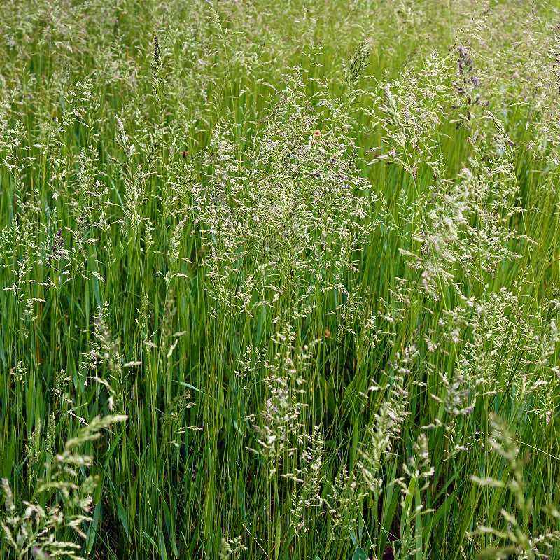 planting fescue seed in fall Meadow Fescue Seeds (Festuca pratensis)