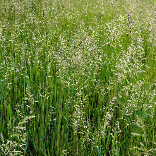 Meadow Fescue Seeds (Festuca pratensis)