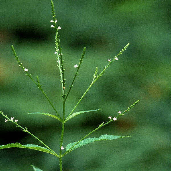 white wildflower seeds Vervain White Seeds (Verbena Urticifolia)