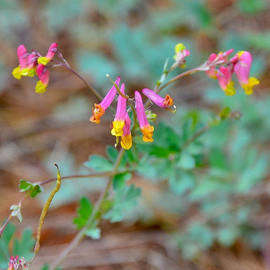 Pale Corydalis Seeds (Corydalis sempervirens)