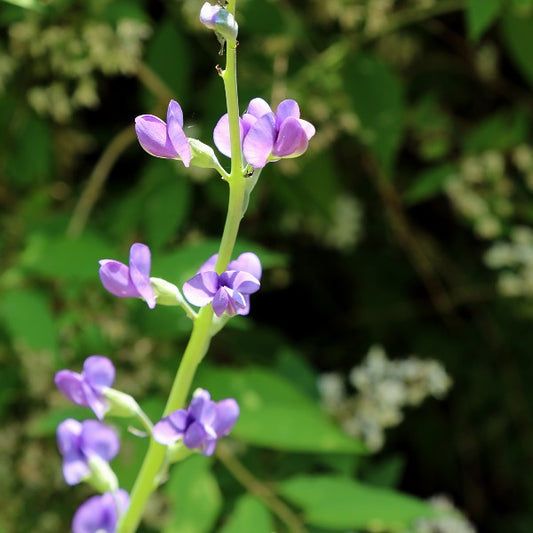 Indigo Dwarf Blue Seeds (Baptisia australis var. minor)