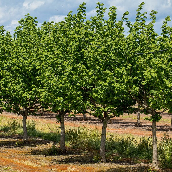 American Hazelnut Tree Seeds (Corylus americana)