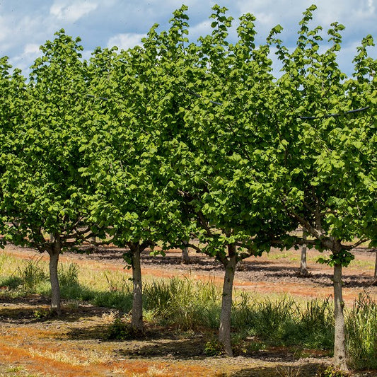 American Hazelnut Tree Seeds (Corylus americana)