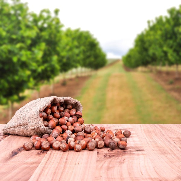 American Hazelnut Tree Seeds (Corylus americana)