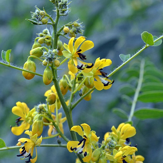 Maryland Senna Seeds (Senna marilandica)