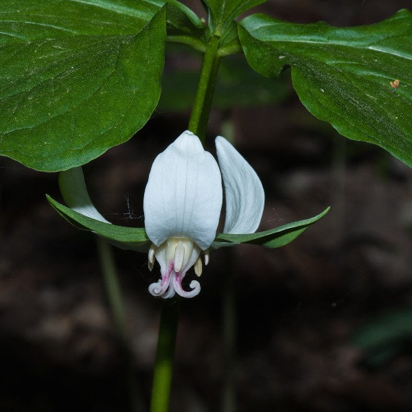 planting trillium seeds Nodding Trillium Seeds (Trillium cernuum)