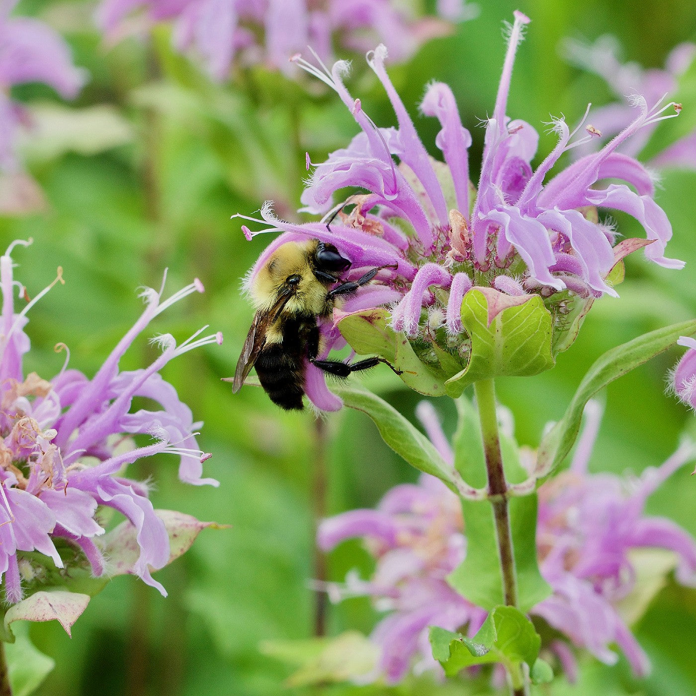 bee balm plant seeds Bee Balm - Bergamot Seeds (Monarda Fistulosa)