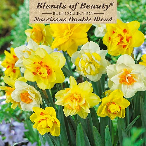 Double Narcissus Blend