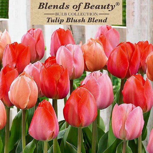 Value Bag Tulip ‘Blush’ Blend – Vermont Wildflower Farm