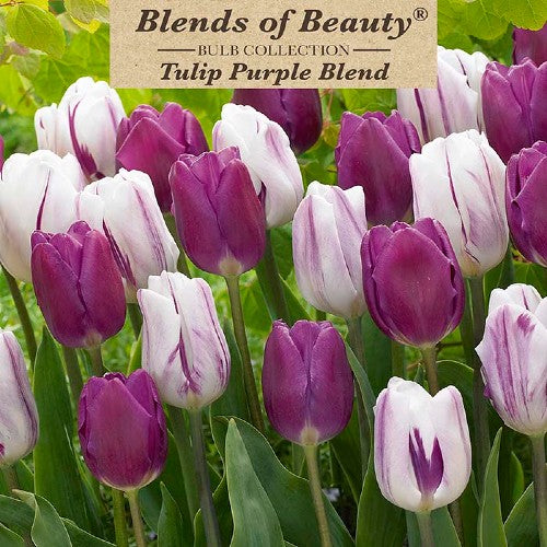 Value Bag Tulip 'Purple' Blend