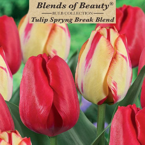 Value Bag Tulip 'Spring Break'