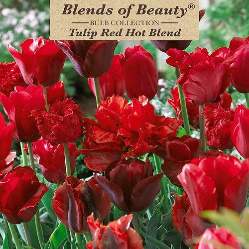 Value Bag - Tulip ' Red Hot Blend'