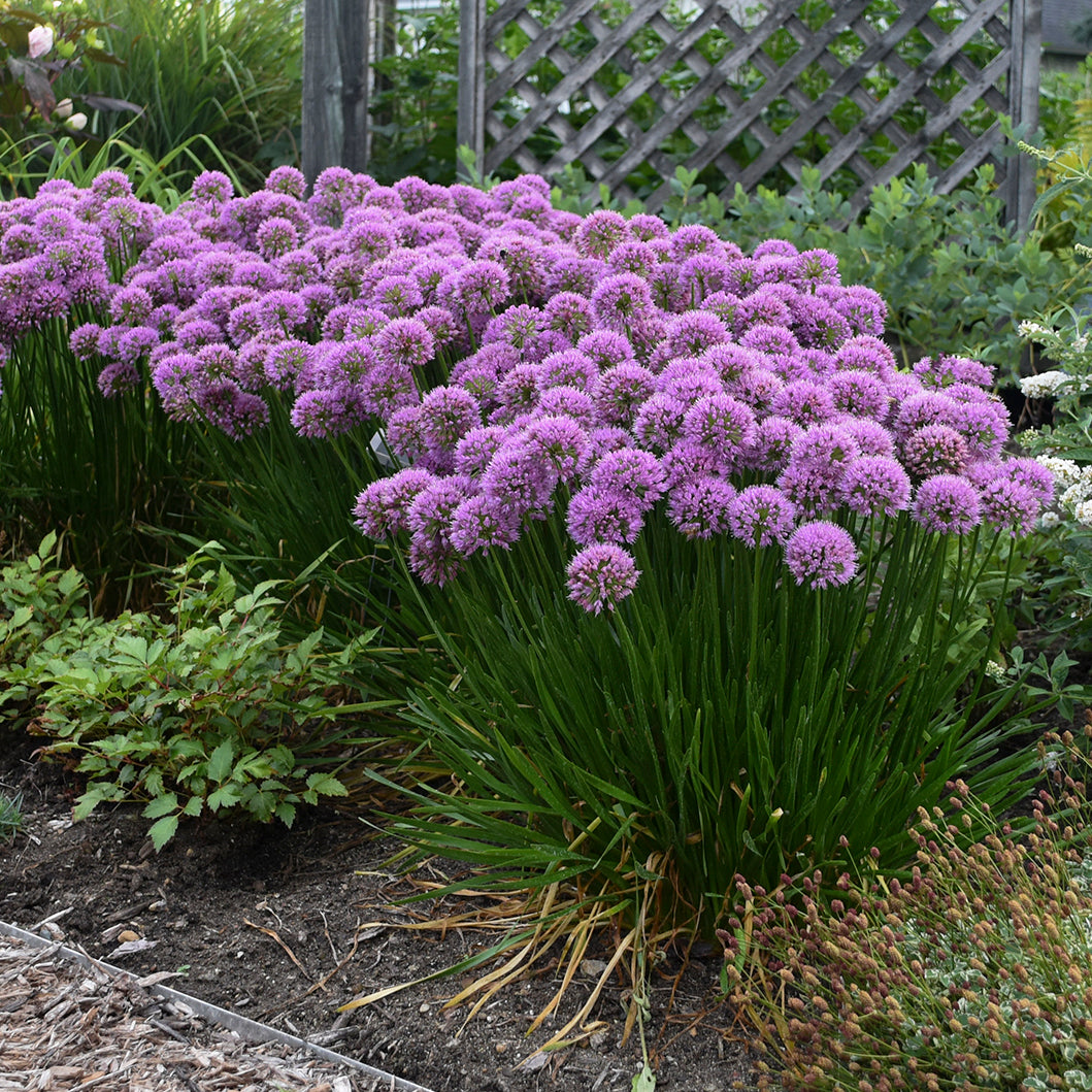 Allium Millenium