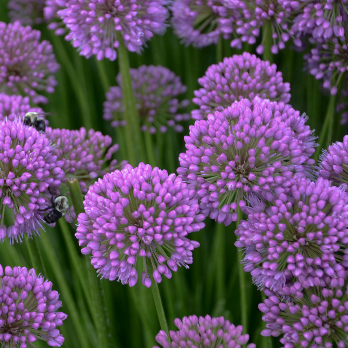 Allium Millenium