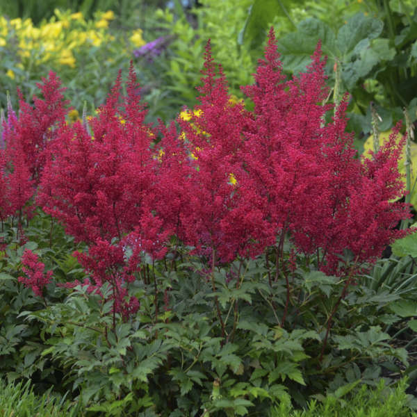 Astilbe Red Sentinel