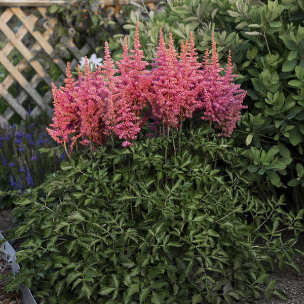 Astilbe Rise n' Shine