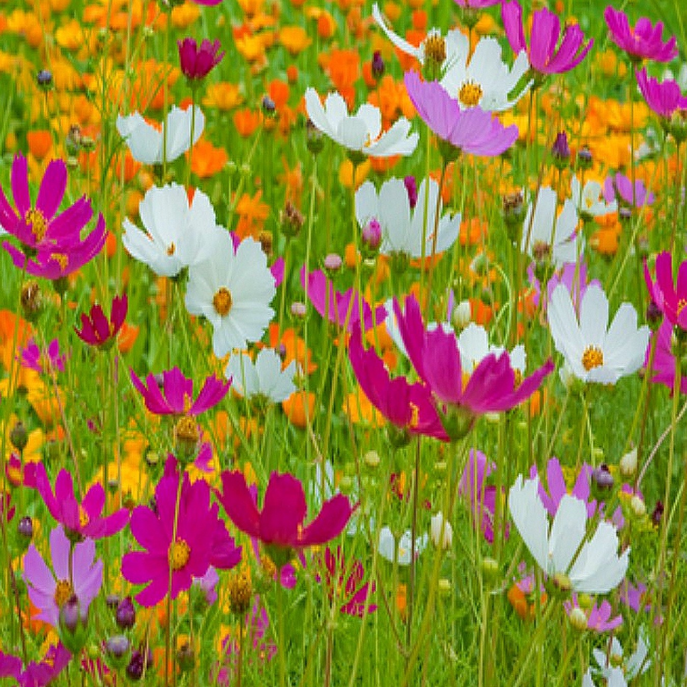 Southeast Wildflower Seed Mix