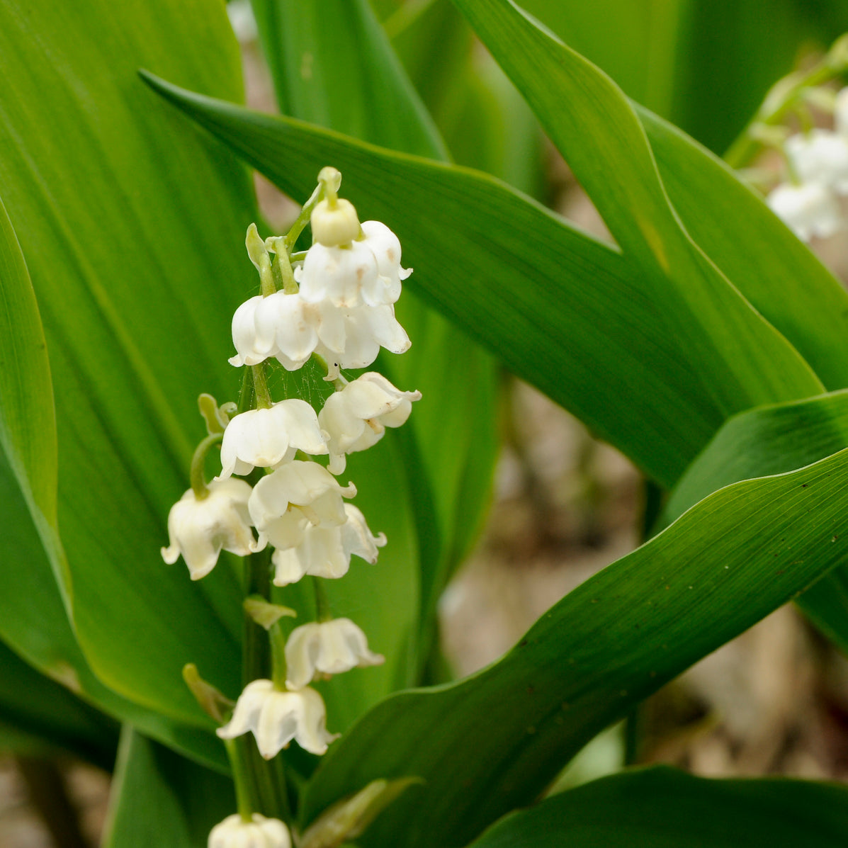 cowl lily flower Convallaria majalis