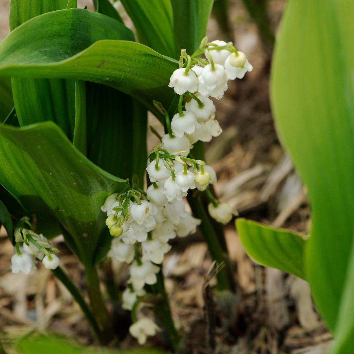 Convallaria majalis - Lily of the Valley