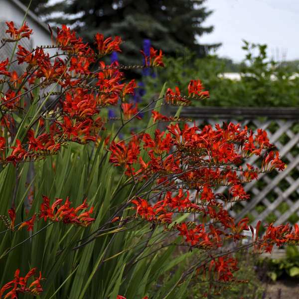 Crocosmia 'Lucifer'