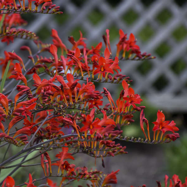 Crocosmia 'Lucifer'