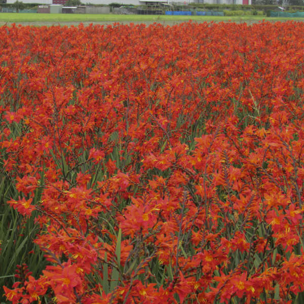 Crocosmia 'Prince of Orange'