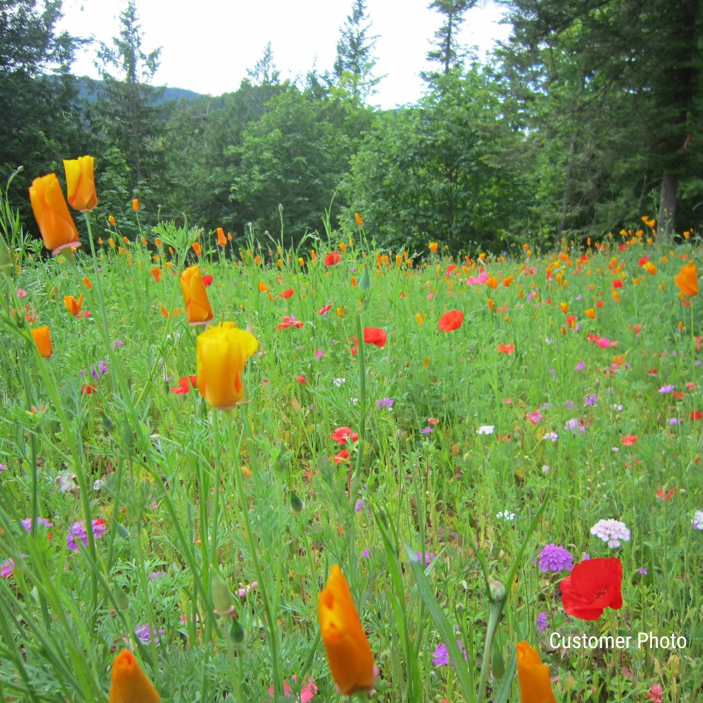 Deer Resistant Wildflower Seed Mix