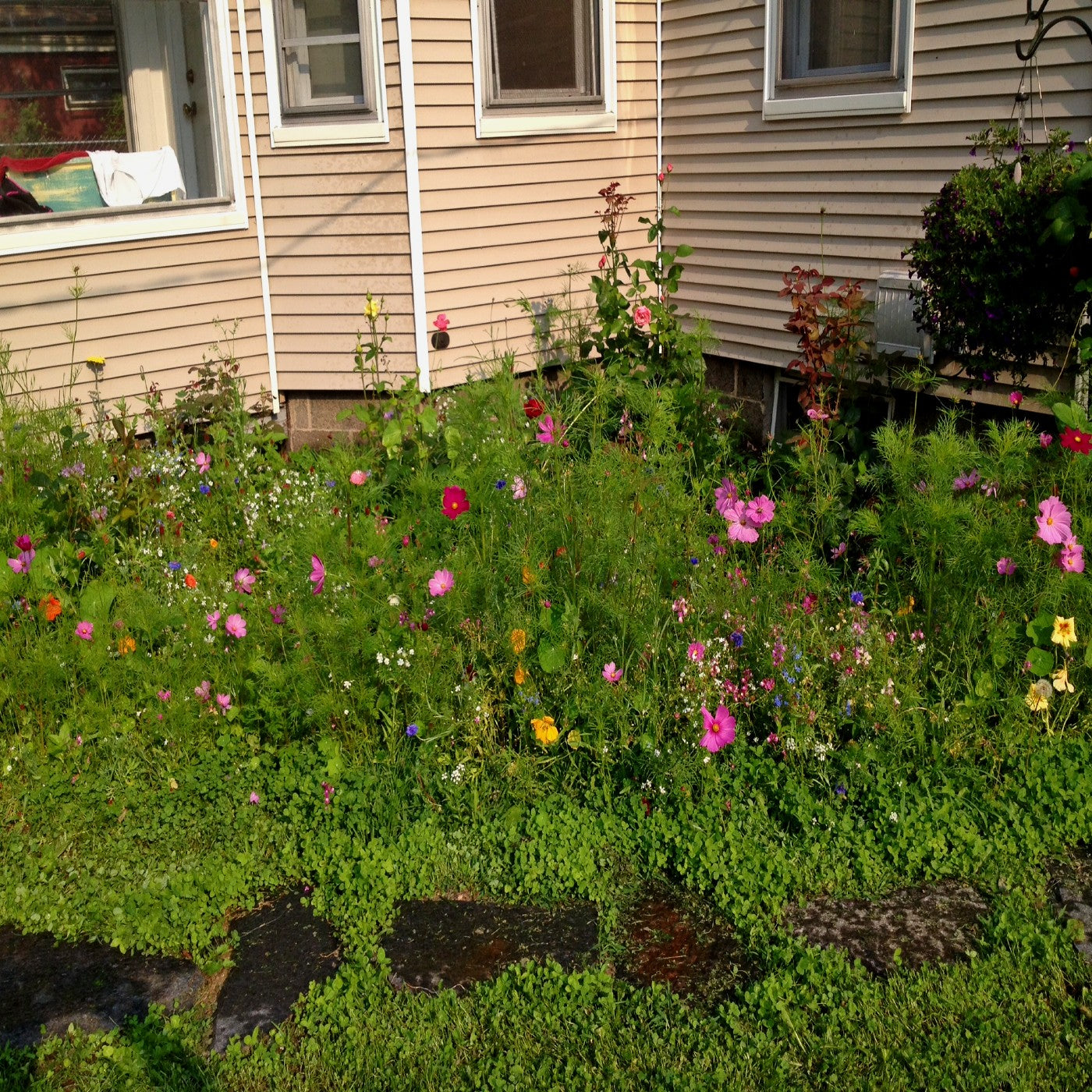 Pollinator Pocket Garden Wildflower Seed Mix