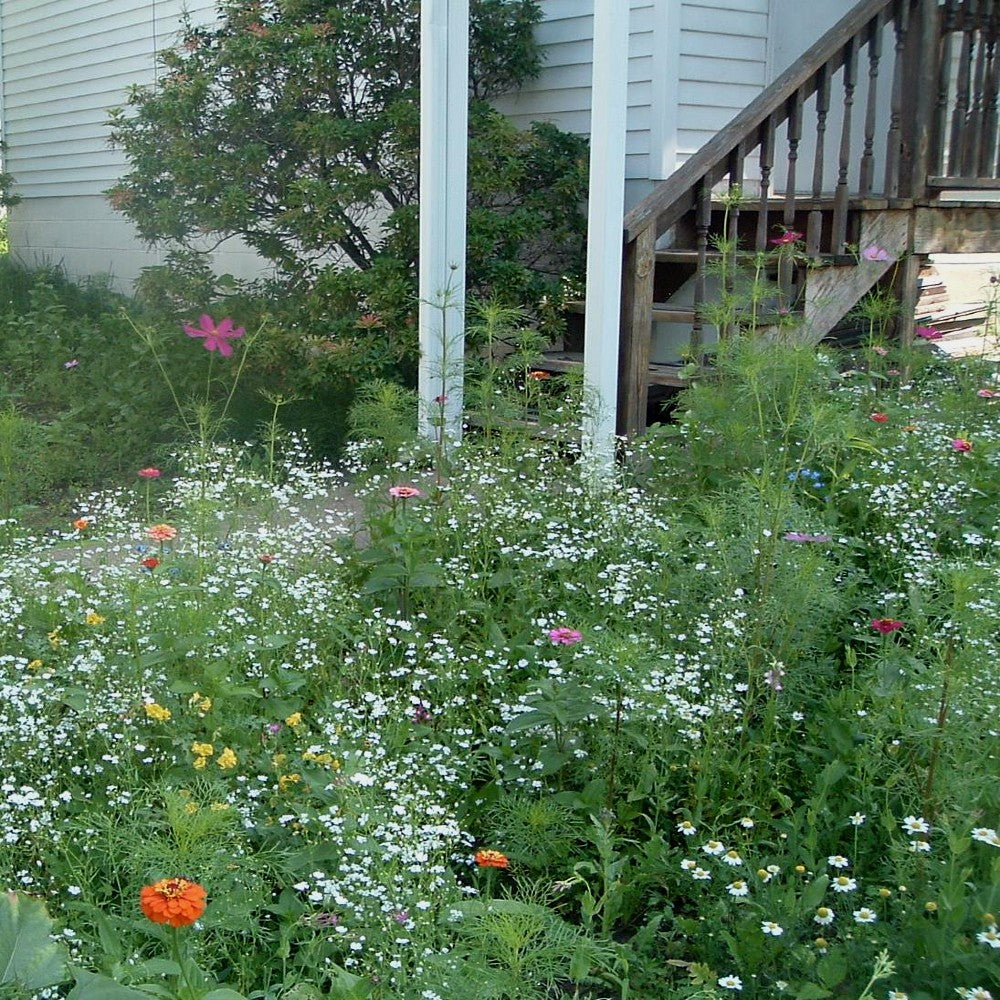 Pollinator Pocket Garden Wildflower Seed Mix