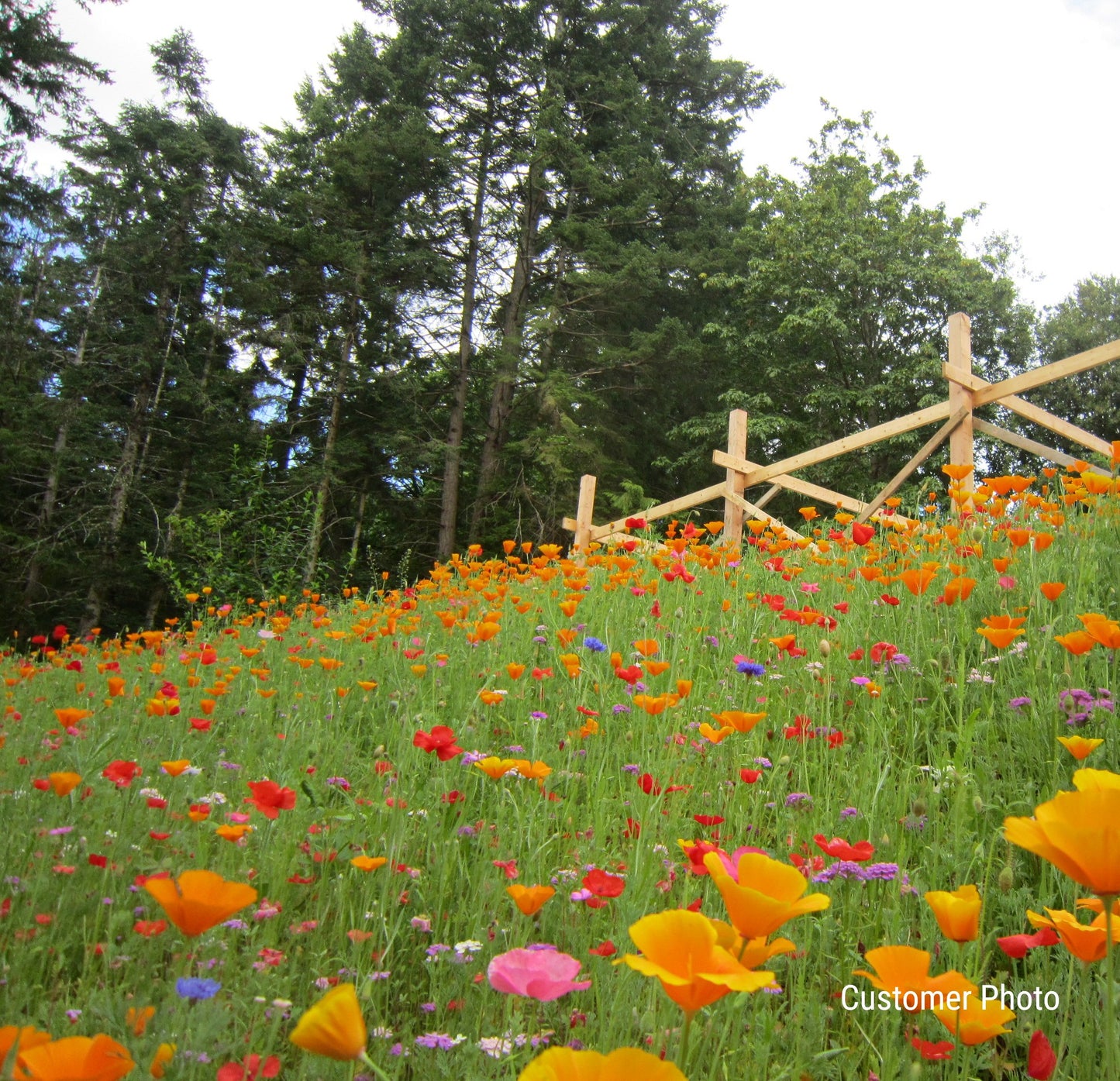 Dry Area Wildflower Seed Mix