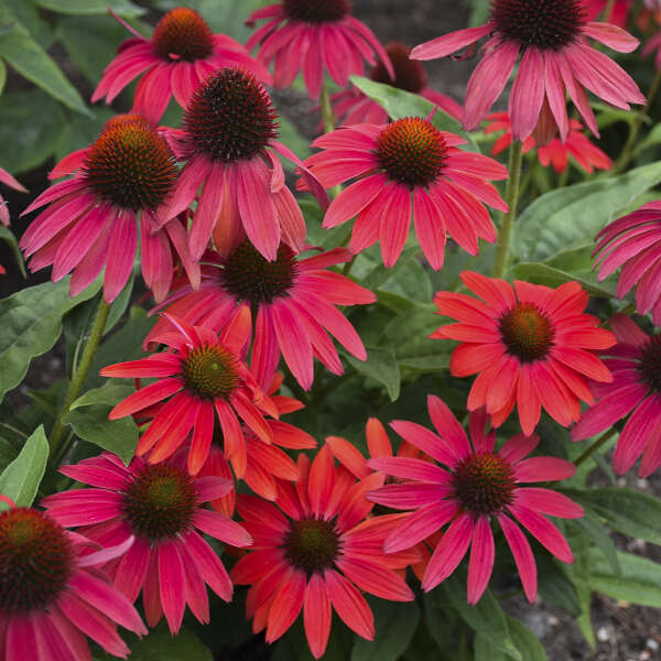 Echinacea Firefinch