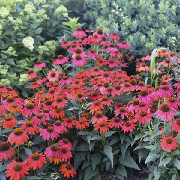 Echinacea Firefinch