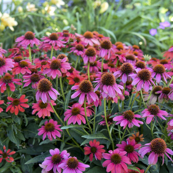 Echinacea Firefinch