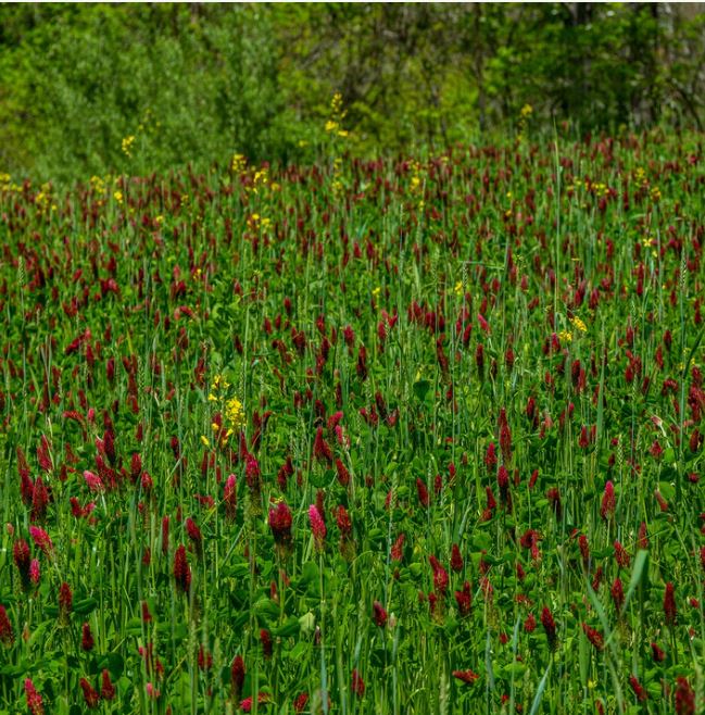 Hummingbird and Butterfly Wildflower Seed Mix