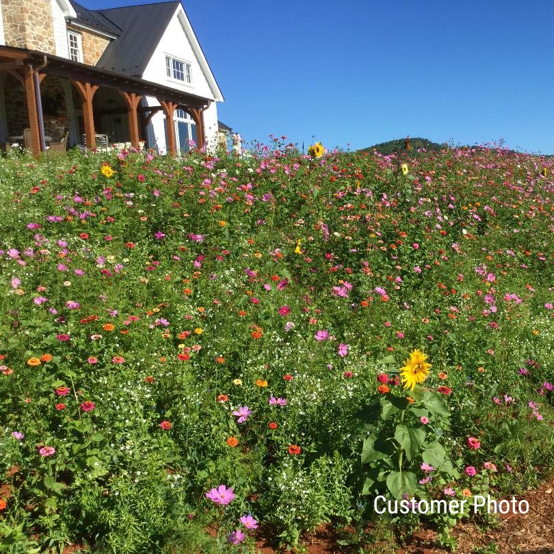 Hummingbird and Butterfly Wildflower Seed Mix