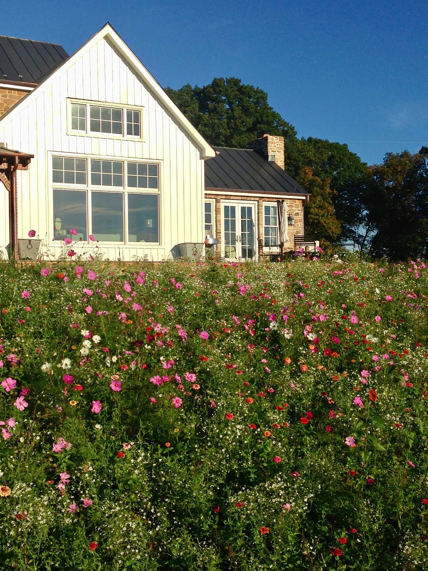 Hummingbird and Butterfly Wildflower Seed Mix