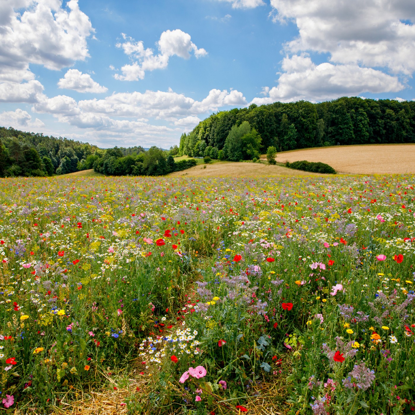 Favorite Meadow Wildflower Seed Mix