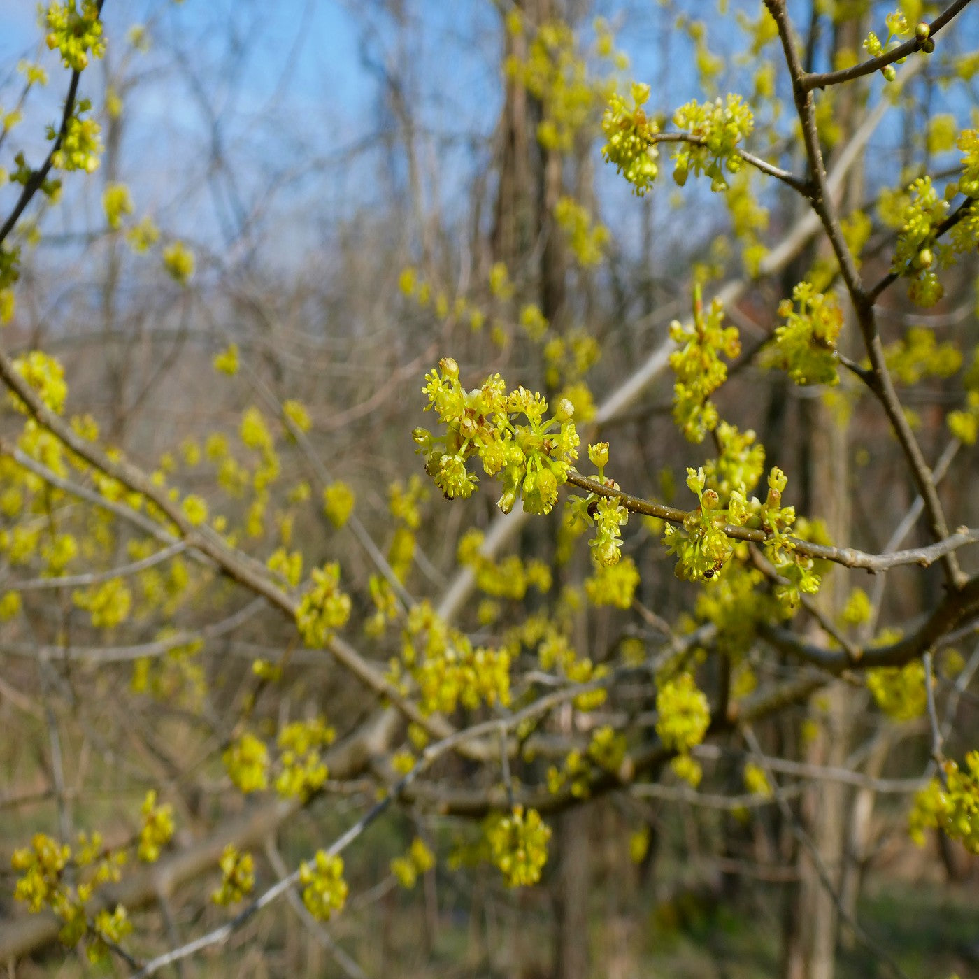 Northern Spicebush Tree Seeds (Lindera benzoin)