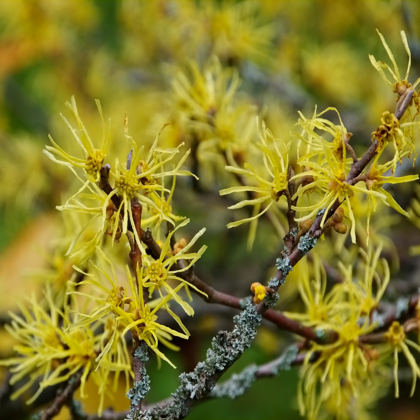 witch hazel plant seeds Witch-Hazel Tree Seeds (Hamamelis Virginiana)