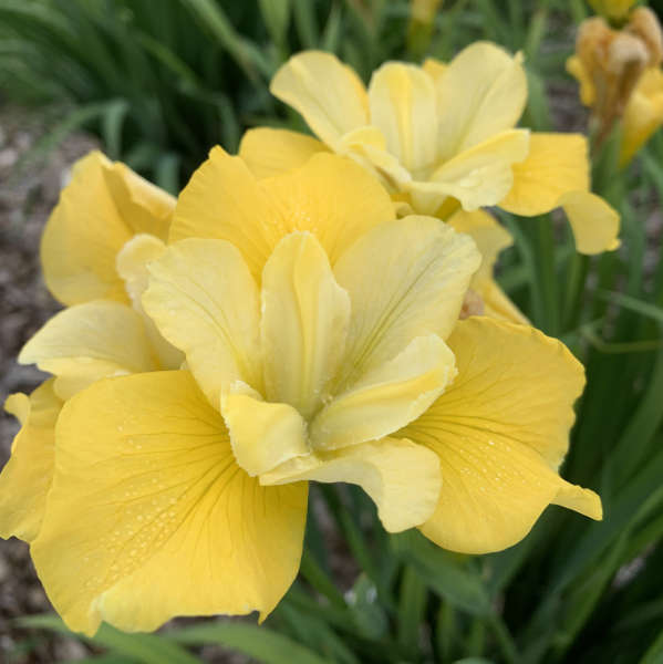 Siberian Iris Sunfisher
