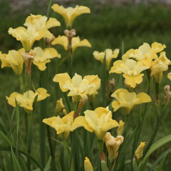 Siberian Iris Sunfisher