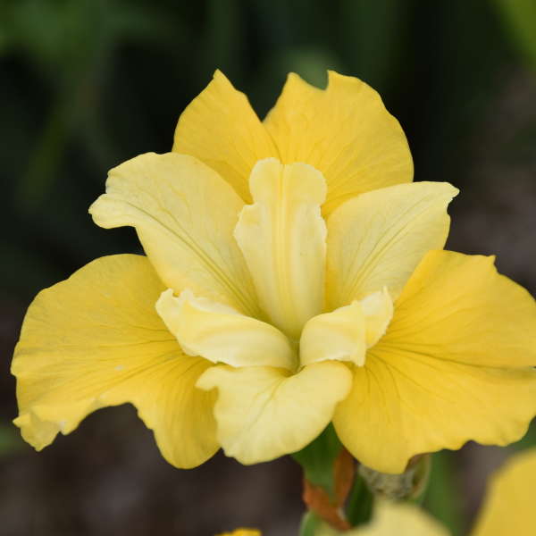 Siberian Iris Sunfisher