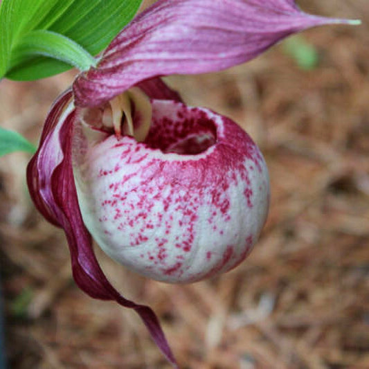 Lady Slipper Plant 'Lucy Pink'