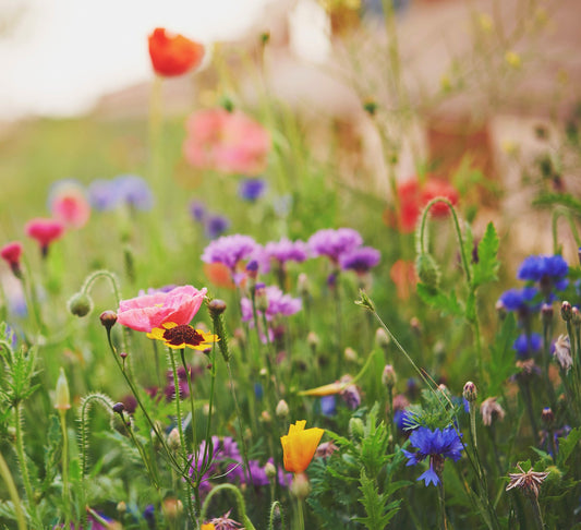 Annual Low Grow Wildflower Seed Mix