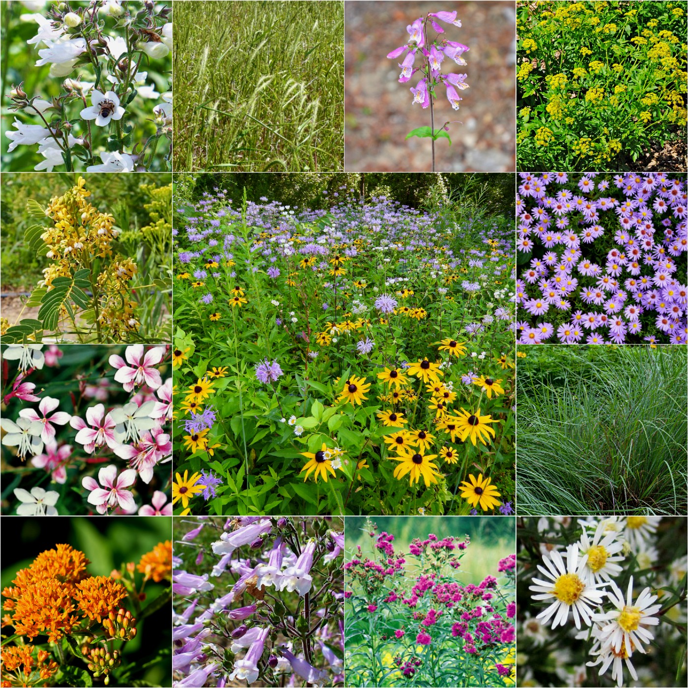 mixing wildflower seed with grass seed Native Medley Wildflower & Grass Seed Mix